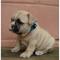 Dos-veterinario-comprobado-orinal-entrenados-cachorros-Bulldog-Frances
