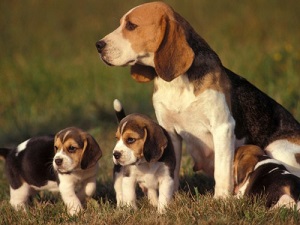 Cachorros beagle KC registrados disponible A - Imagen 1