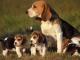 Cachorros-beagle-KC-registrados-disponible-Ambos-tienen-cervatillo