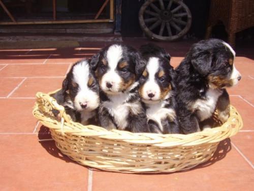 Dispongo cachorritos de Boyero de Berna prec - Imagen 1