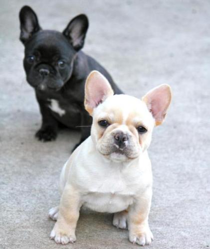 adorables cachorros de bulldog francés listo - Imagen 1