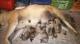 camada-de-bullmastiff-4-machos-4-hembras-nacidos