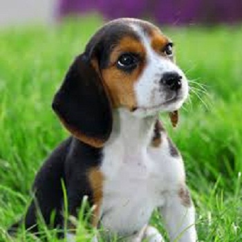 beagle lindo para la adopción casa de 13 sem - Imagen 1