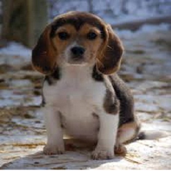 beagle lindo para la adopción casa de 13 sem - Imagen 2