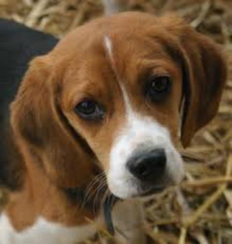 beagle lindo para la adopción casa de 13 sem - Imagen 3