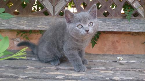Particular vende precioso gatito macho britis - Imagen 1