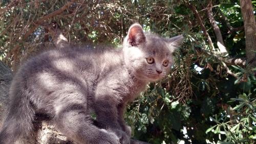 Particular vende precioso gatito macho britis - Imagen 2