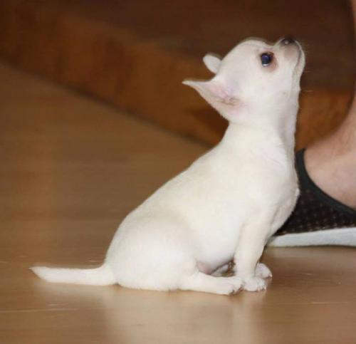 Tamaño pequeño chihuahua cachorros adopció - Imagen 1