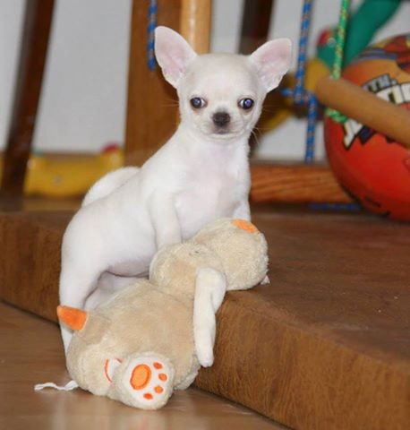 Tamaño pequeño chihuahua cachorros adopció - Imagen 2