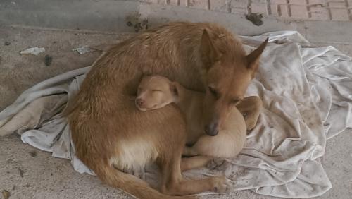 Cachorros de podenco en adopción Son 6 pequ - Imagen 1