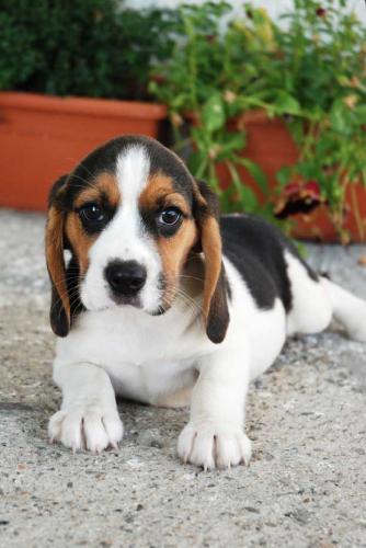 Dispongo cachorritos de Beagle preciosos Es - Imagen 1