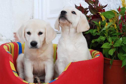 Dispongo cachorritos de Labrador preciosos  - Imagen 1