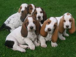 Dispongo cachorritos de Basset Hound precios - Imagen 1