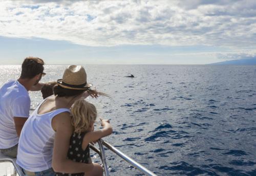 Tenerife HalfDay Whale and Dolphin Tour: The - Imagen 1