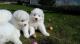 precioso-cachorro-Samoyedo-Es-un-perro-amable-y