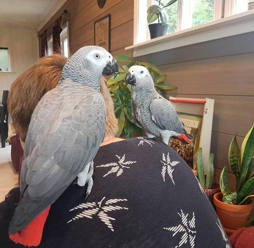 hand reared African Grey  Very tamed  Comes w - Imagen 1