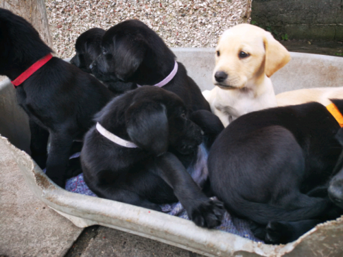 Cachorros Labrador Cachorros Lab disponibles  - Imagen 1