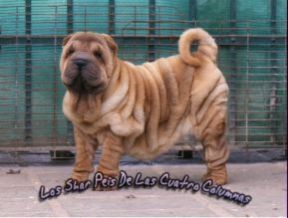 se vende espectaculares cachorros de sharpei - Imagen 1