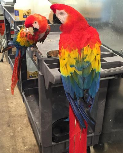 Adorable Macaw parrotsAre9months oldDNA t - Imagen 1
