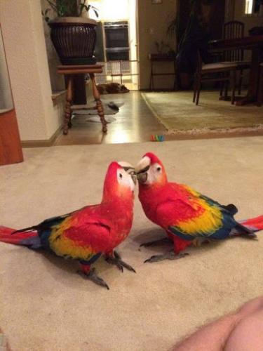 Adorable Macaw parrotsAre9months oldDNA t - Imagen 2