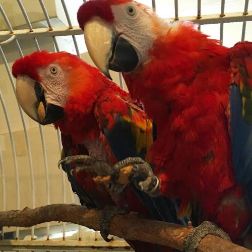 Adorable Macaw parrotsAre9months oldDNA t - Imagen 3