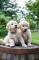 Lindo-cachorros-Golden-Retriever-para-adopcion-Est�-n-entrenados