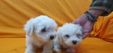 BICHON MALTES  bonitos cachorros con varias - Imagen 3