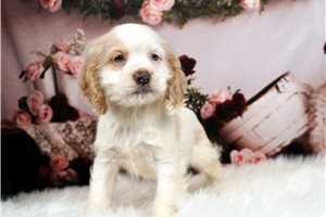  Cocker Spaniel puppies for sale in USA Cocke - Imagen 2