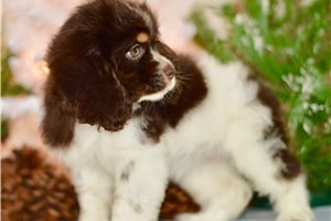  Cocker Spaniel puppies for sale in USA Cocke - Imagen 3