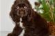 Cocker-Spaniel-puppies-for-sale-in-USA-Cocker