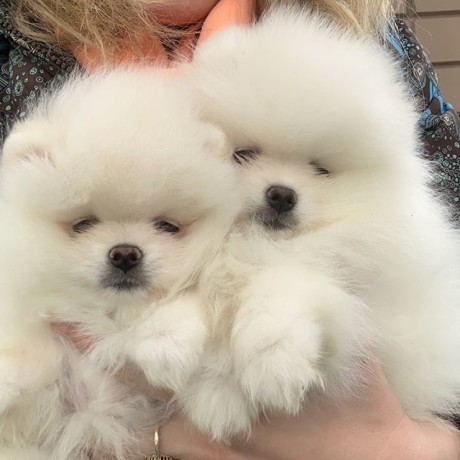  Cachorros Pomerania Blancos de valor incalcu - Imagen 1