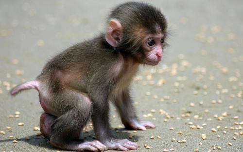 Tenemos bebés chimpancés de 1 a 5 meses de  - Imagen 1