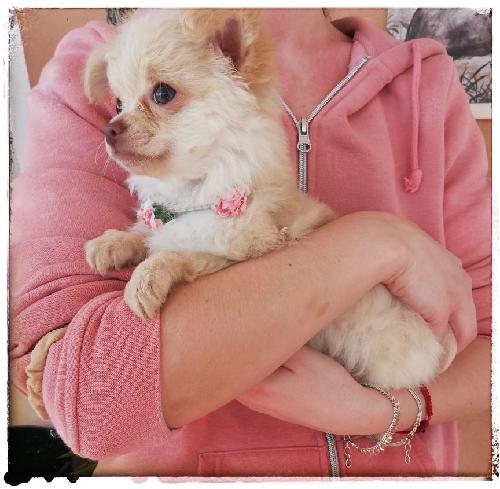 Chihuahua hembra casi 4 meses sin engaños vi - Imagen 1