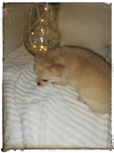 Chihuahua casi 4 meses y pequeña Sin engañ - Imagen 1