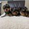 Exclusive-and-very-beautiful-litter-of-Yorkies-They