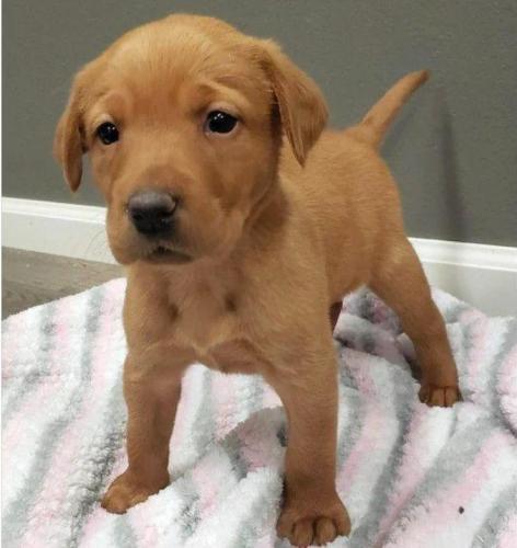 Ofrezco dos cachorros de Labrador en adopció - Imagen 1