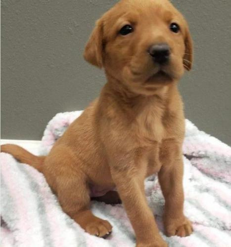 Ofrezco dos cachorros de Labrador en adopció - Imagen 2