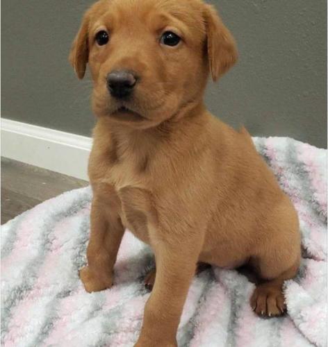Ofrezco dos cachorros de Labrador en adopció - Imagen 3