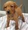 Ofrezco-dos-cachorros-de-Labrador-en-adopcion-gratuita