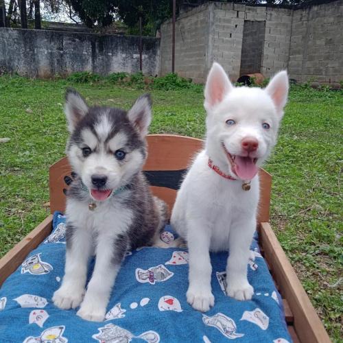 Cachorros de husky siberiano s�per adorables - Imagen 1