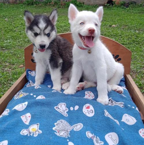Cachorros de husky siberiano s�per adorables - Imagen 2