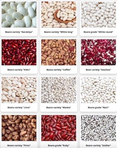 We sell wholesale beans of the new crop The  - Imagen 1