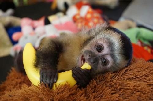 Adorable hembra mono capuchino en adopción   - Imagen 1
