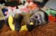 Adorable-hembra-mono-capuchino-en-adopcion