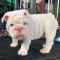 Hermoso-cachorro-bulldog-ingles-disponible-para-adopcion-Compañero