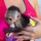 Mono-capuchino-macho-sano-y-de-pura-raza