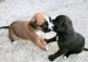 Vendo-cachorros-boxer-nacidos-el-24/06/2012-excelente-pedigree