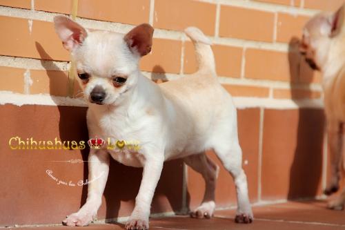 Chihuahua en Venta hembra  Tiene 6 meses va - Imagen 1