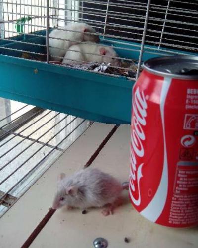 Se venden ratones satinados  ratones de labo - Imagen 1